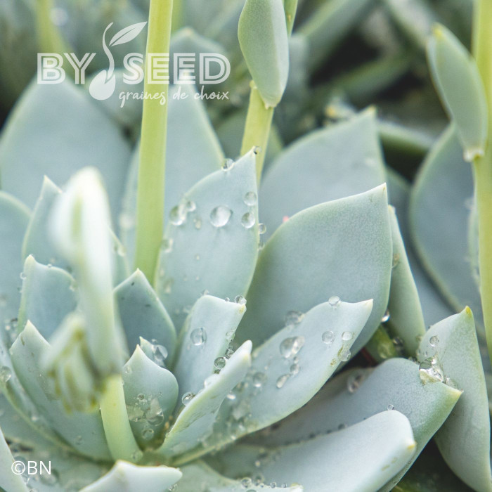 Echeveria Urban Yellow (graines enrobées)