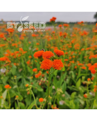 Emilia javanica Irish Poet