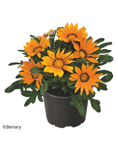 Gazania Zany F1 Orange (graines pelliculées)
