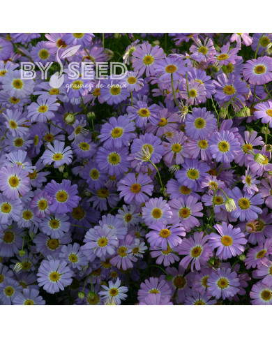 Brachycome Little Missy