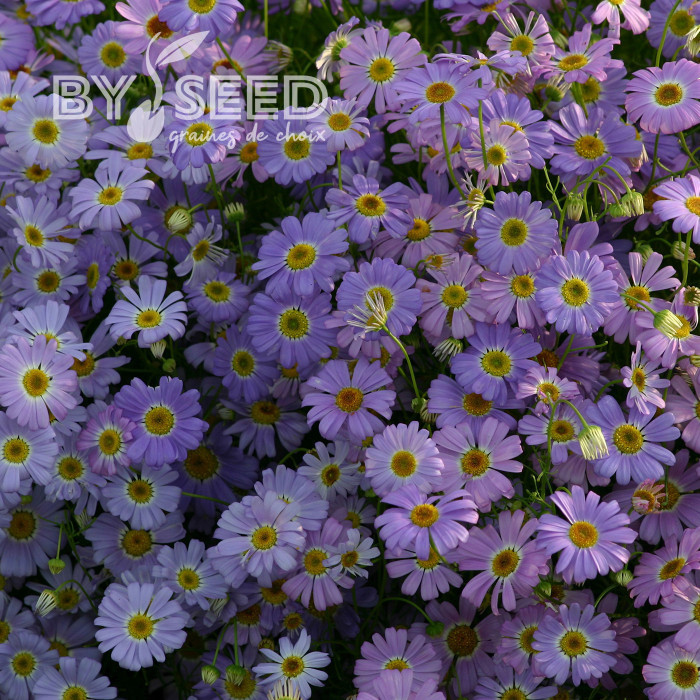 Brachycome Little Missy