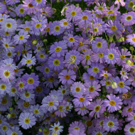 Brachycome Little Missy