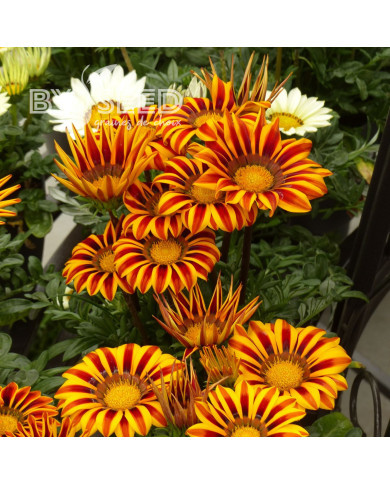 Gazania Zany F1 Orange Flame (graines pelliculées)