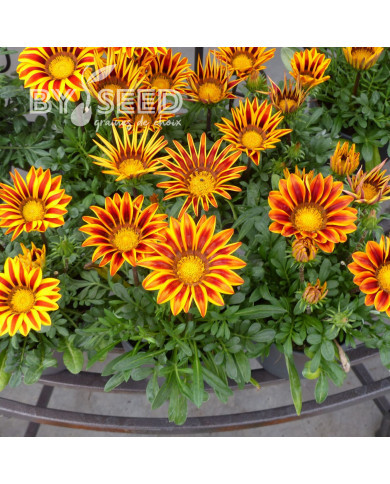 Gazania Zany F1 Orange Flame (graines pelliculées)