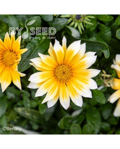 Gazania Zany F1 Sunny Side Up (graines pelliculées)