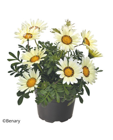 Gazania Zany F1 White (graines pelliculées)