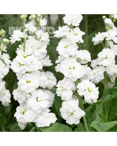 Giroflée quarantaine Anytime White