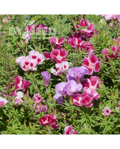 Godétia Whitneyi Mix