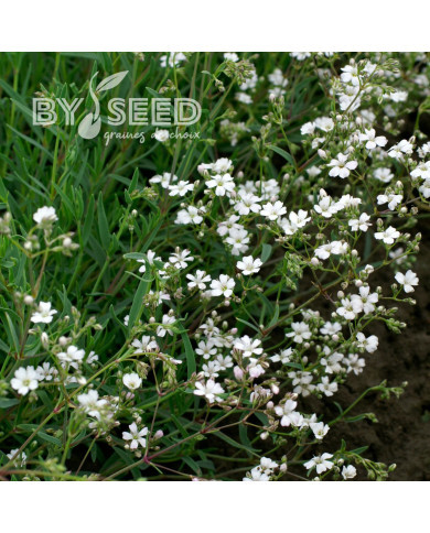 Gypsophile repens Alba