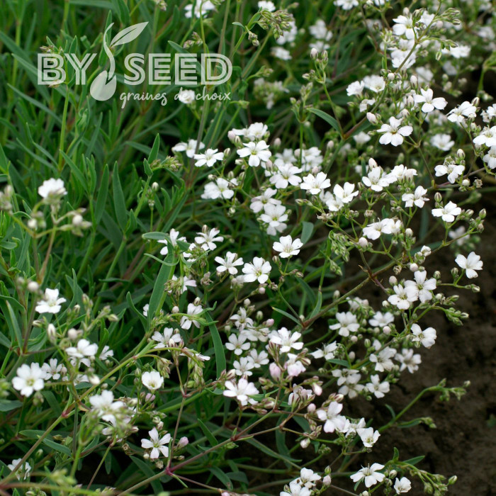 Gypsophile repens Alba
