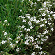 Gypsophile repens Alba