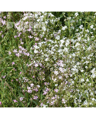 Gypsophile repens Albarosa Mix (rose + blanc)