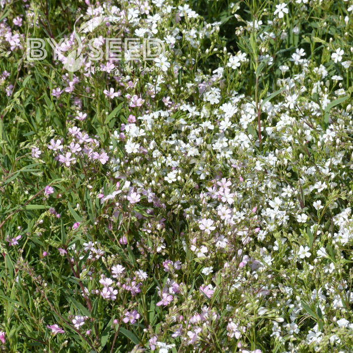 Gypsophile repens Albarosa Mix (rose + blanc)