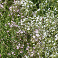 Gypsophile repens Albarosa Mix (rose + blanc)