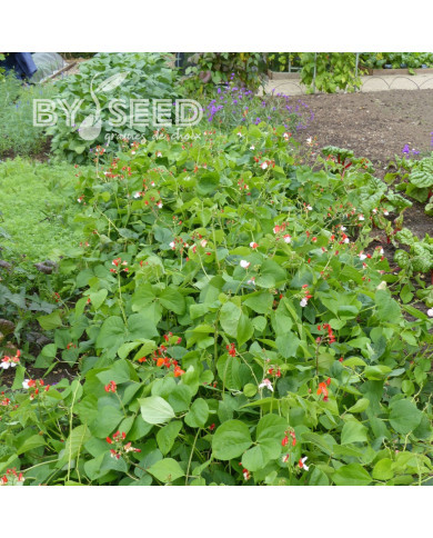 Haricot d'Espagne nain Hestia