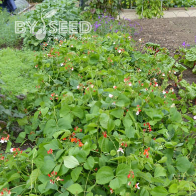 Haricot d'Espagne nain Hestia