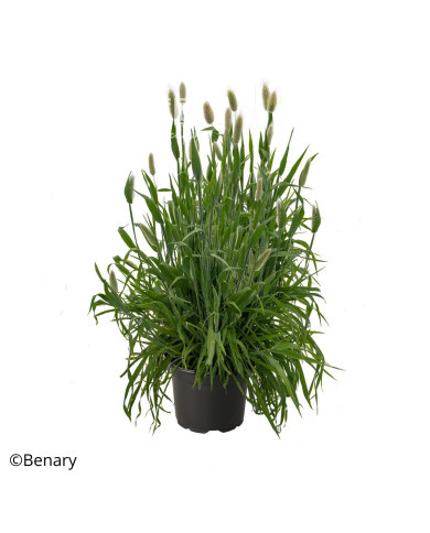 Lagurus ou Queue de Lièvre Big Bunny