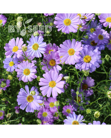 Brachycome Little Missy