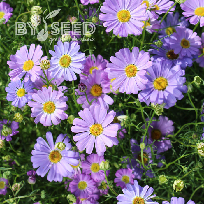 Brachycome Little Missy