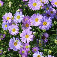 Brachycome Little Missy