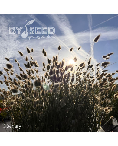 Lagurus ou Queue de Lièvre Big Bunny