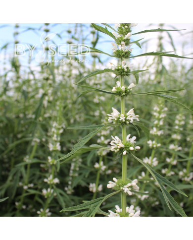 Leonurus sibiricus Alba