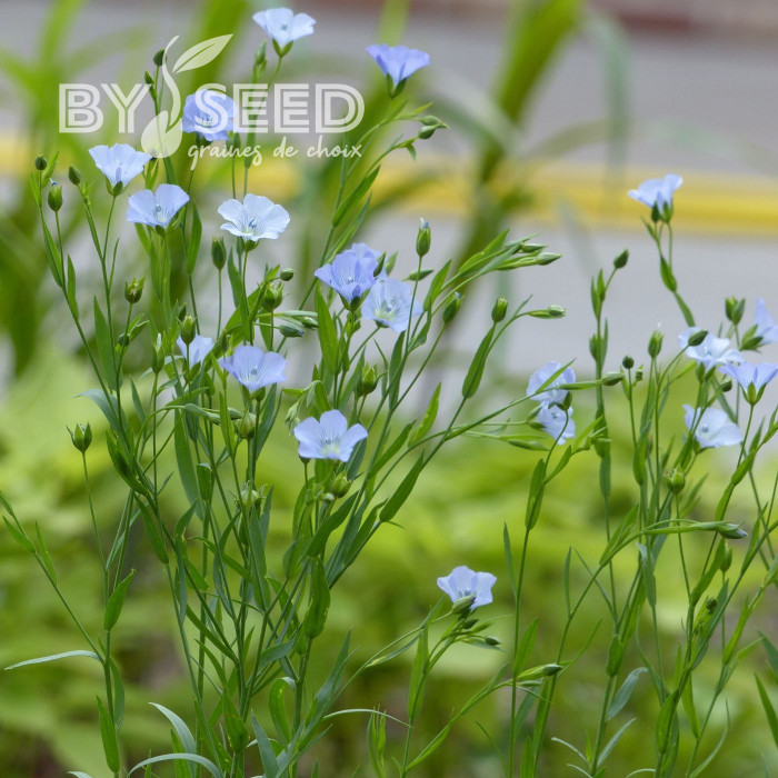 Lin annuel Skyscraper