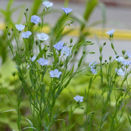 Lin annuel Skyscraper