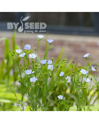 Lin annuel Skyscraper