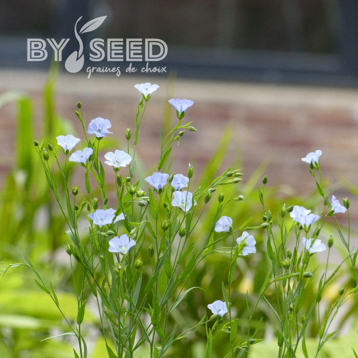 Lin annuel Skyscraper