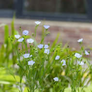 Lin annuel Skyscraper