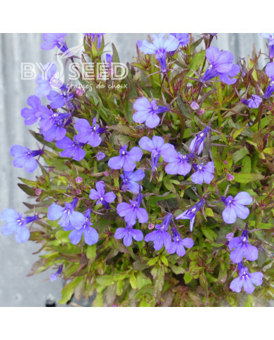 Lobélia nain Crystal Palace