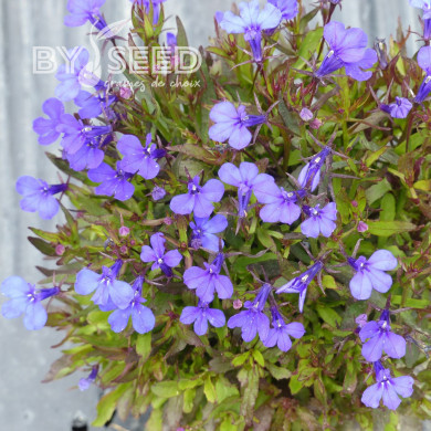 Lobélia nain Crystal Palace