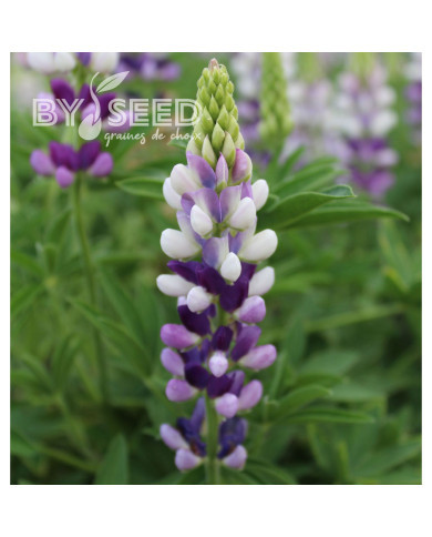 Lupin annuel de Hartweg Avalune Lilac