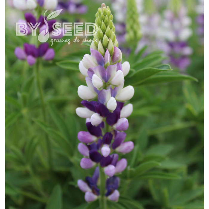 Lupin annuel de Hartweg Avalune Lilac