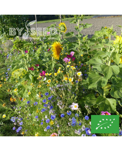 Mélange de fleurs à couper pour bouquets BIO
