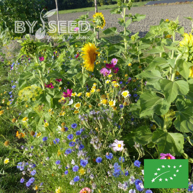 Mélange de fleurs à couper pour bouquets BIO