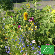 Mélange de fleurs à couper pour bouquets BIO
