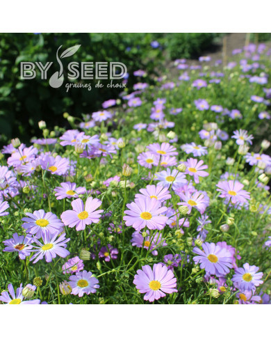 Brachycome Little Missy