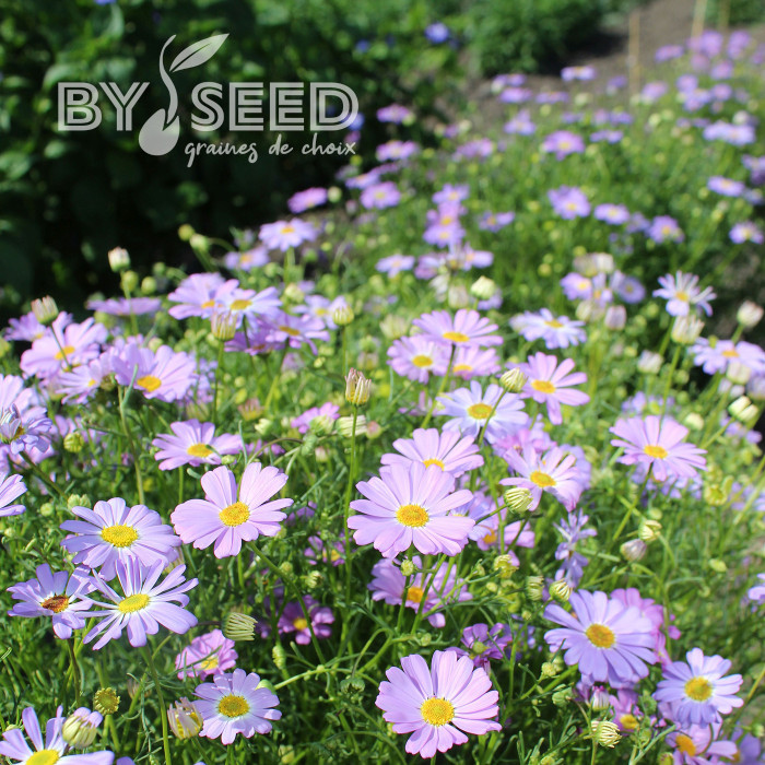 Brachycome Little Missy