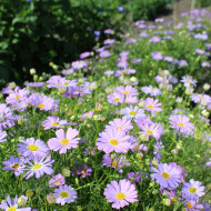 Brachycome Little Missy