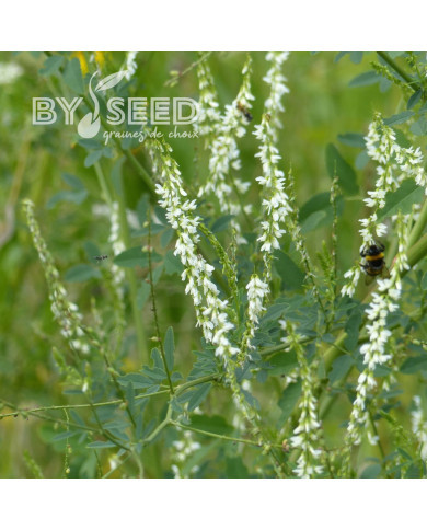 Mélilot blanc (plante sauvage)