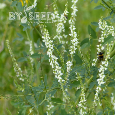 Mélilot blanc (plante sauvage)