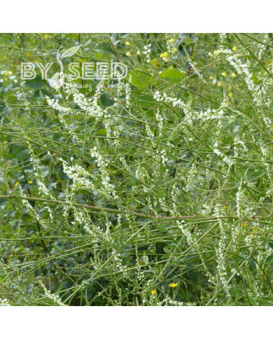 Mélilot blanc (plante sauvage)