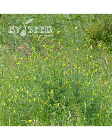 Mélilot jaune (plante sauvage)