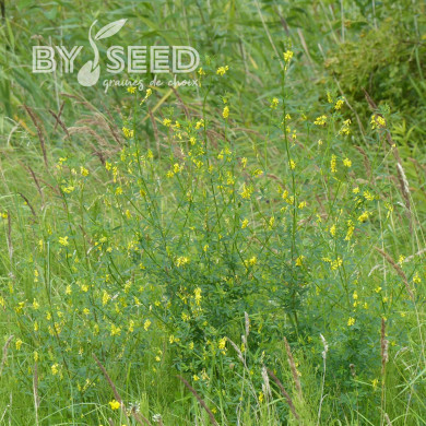 Mélilot jaune (plante sauvage)