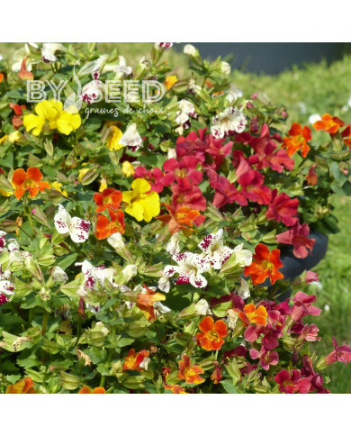 Mimulus Magic Mix (graines enrobées)