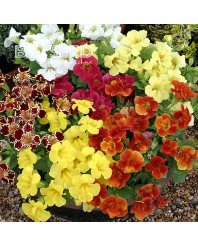 Mimulus Maximus Mix (graines enrobées)