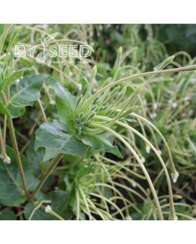 Mirabilis longiflora Angel Trumpets