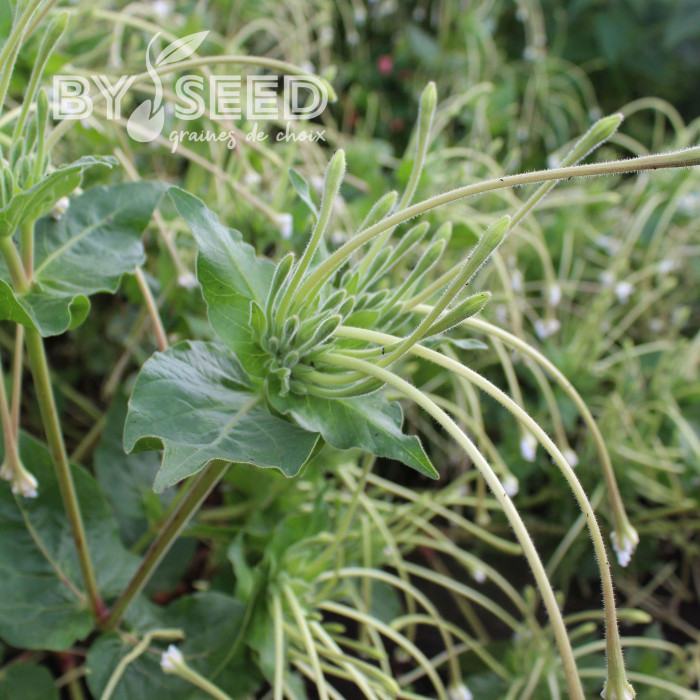 Mirabilis longiflora Angel Trumpets